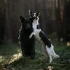 canine_creatures