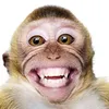 macaquinhokongzinho