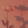 koulla_3x