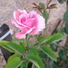 dicle_deniz06