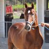 caballosderd_
