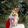 kingcharlesthegreatdog