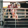 rowdy8_official