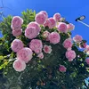 _lyna555