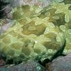 wobbegong21