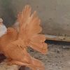 americanfantail