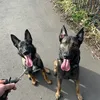 nuke_nala_mali_dogs