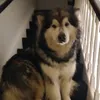 nananananook