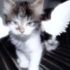 catxzq1
