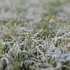 frozen.grass