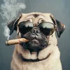mopsi_the_best