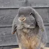 snuffel.otje