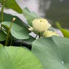 MinhTri678999