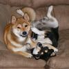 shibainukidsmom