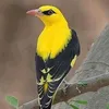 mayoonshinwari