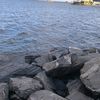 sinopluoglann_