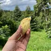 hieu_trr
