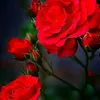 mom_my056
