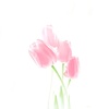 tulip_bink