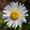 hylidahlia