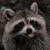 jualbeli_musang0