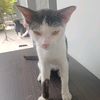 dbluecyroz