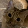 honey_piemoon