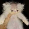 gatito_pelon