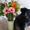 pimadean
