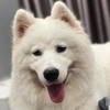 saumup_samoyed