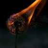 fallen.dandelion