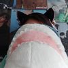 animeshnica0_02
