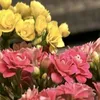 kapitalgarden