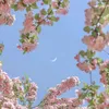 dashyl_a313