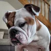 tiaenglishbulldog