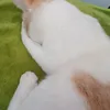 cupik_56tt