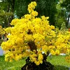 nhannhatduy85