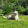flowersandchihuahuas