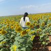 sunfloweroo00