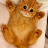 Kucing random