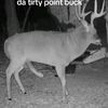 pointbuck