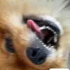 teddy_the_pomeranian