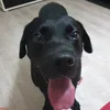 tinydynamo