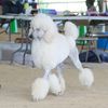 teachingdogswithaleana