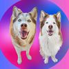 fabiusthehusky