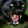 mohsaid370