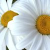 lily.white31