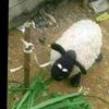 igidd15_