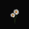 raniiii949
