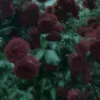 .oriabi